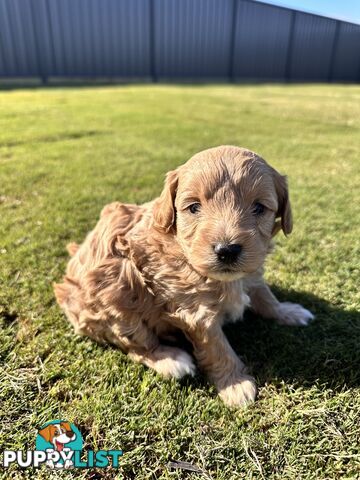Cavoodle FB1