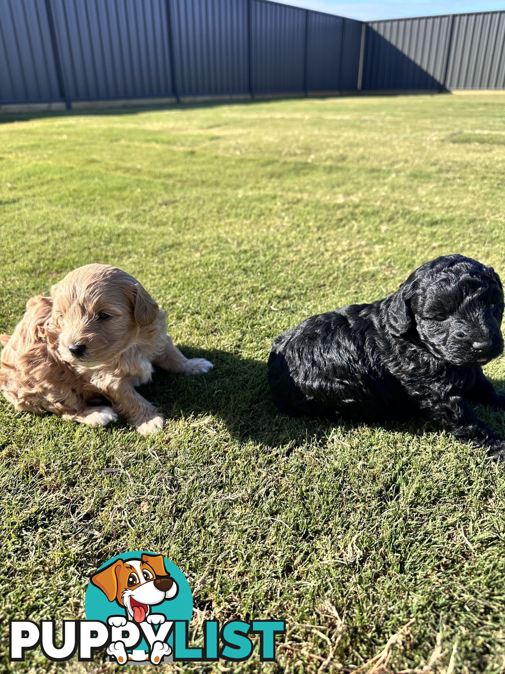 Cavoodle FB1