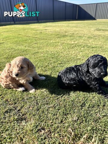 Cavoodle FB1