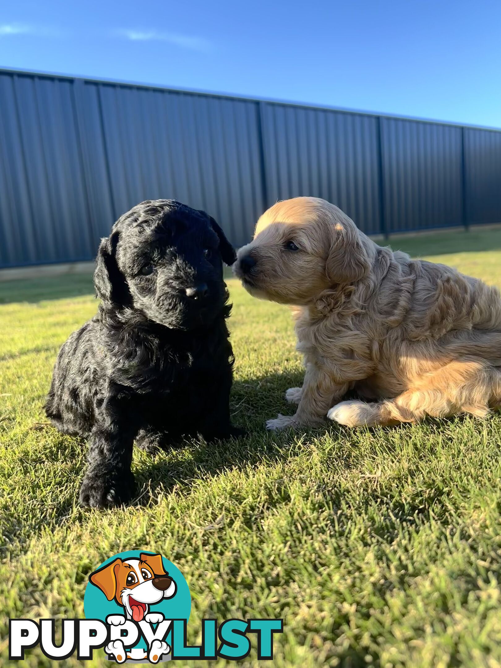 Cavoodle FB1