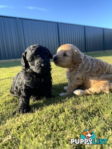 Cavoodle FB1