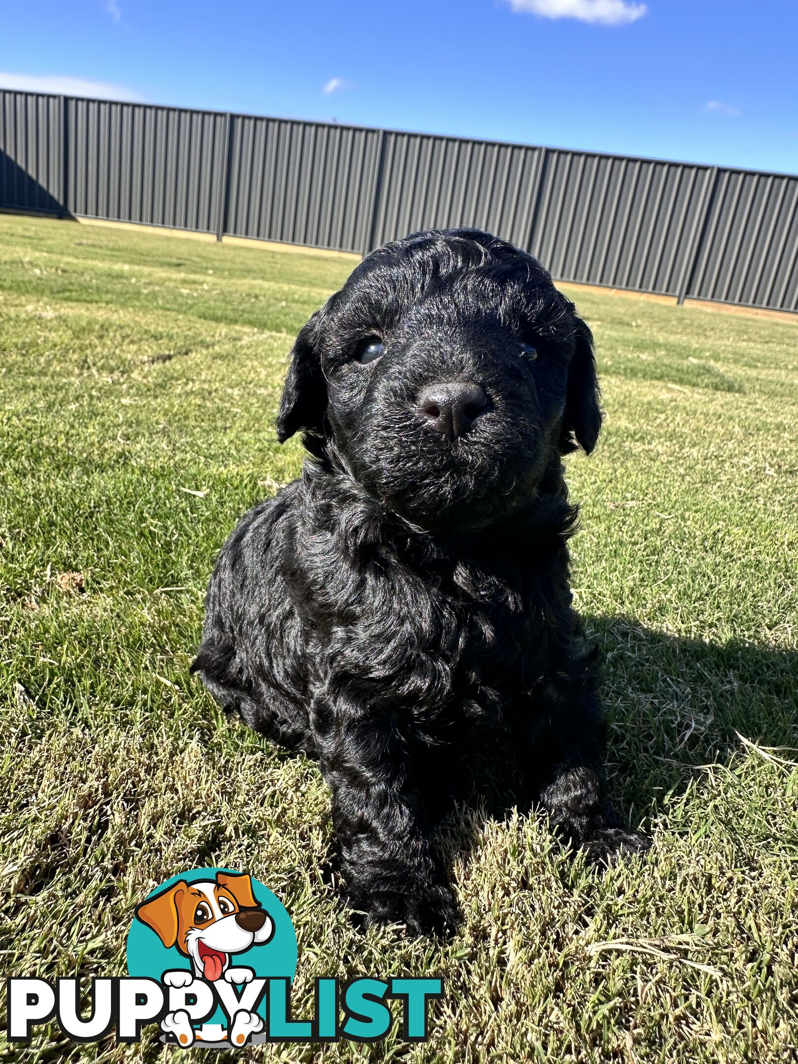 Cavoodle FB1