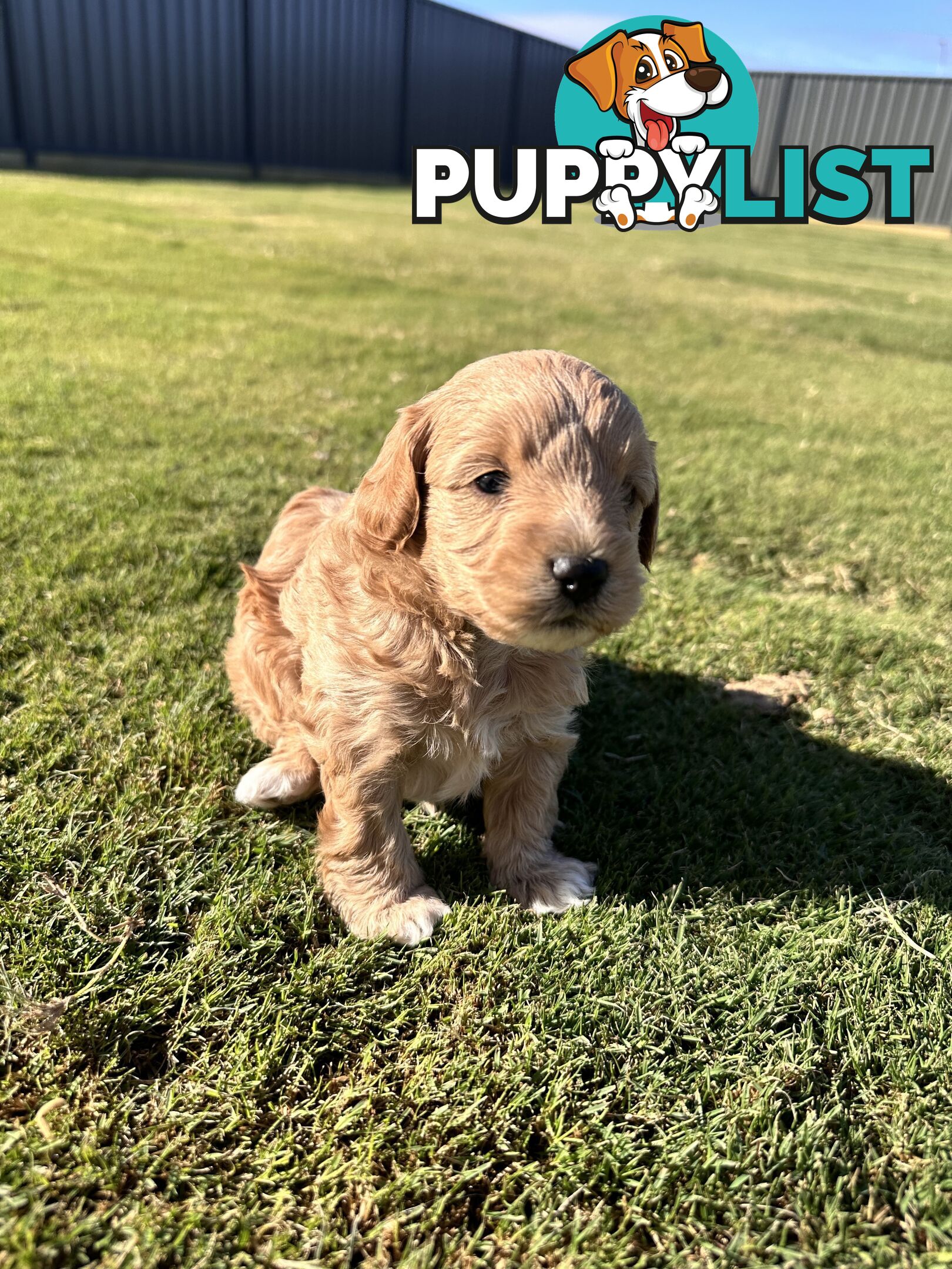 Cavoodle FB1