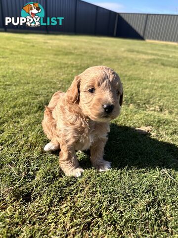 Cavoodle FB1