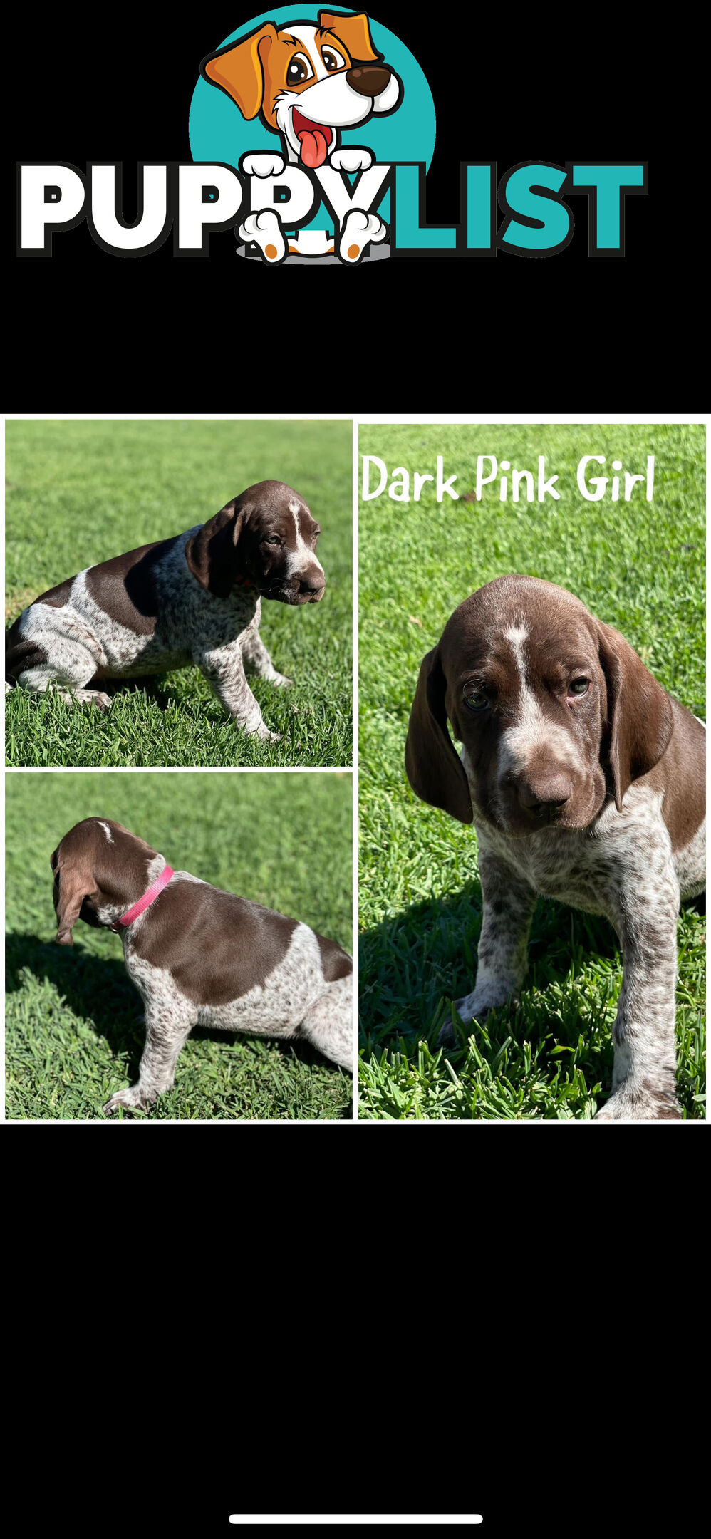 German short-Haired Pointer Puppies