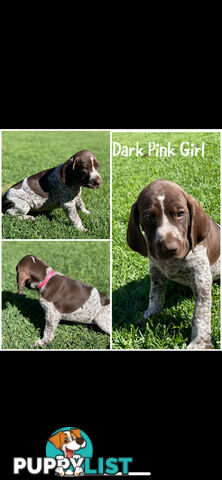 German short-Haired Pointer Puppies