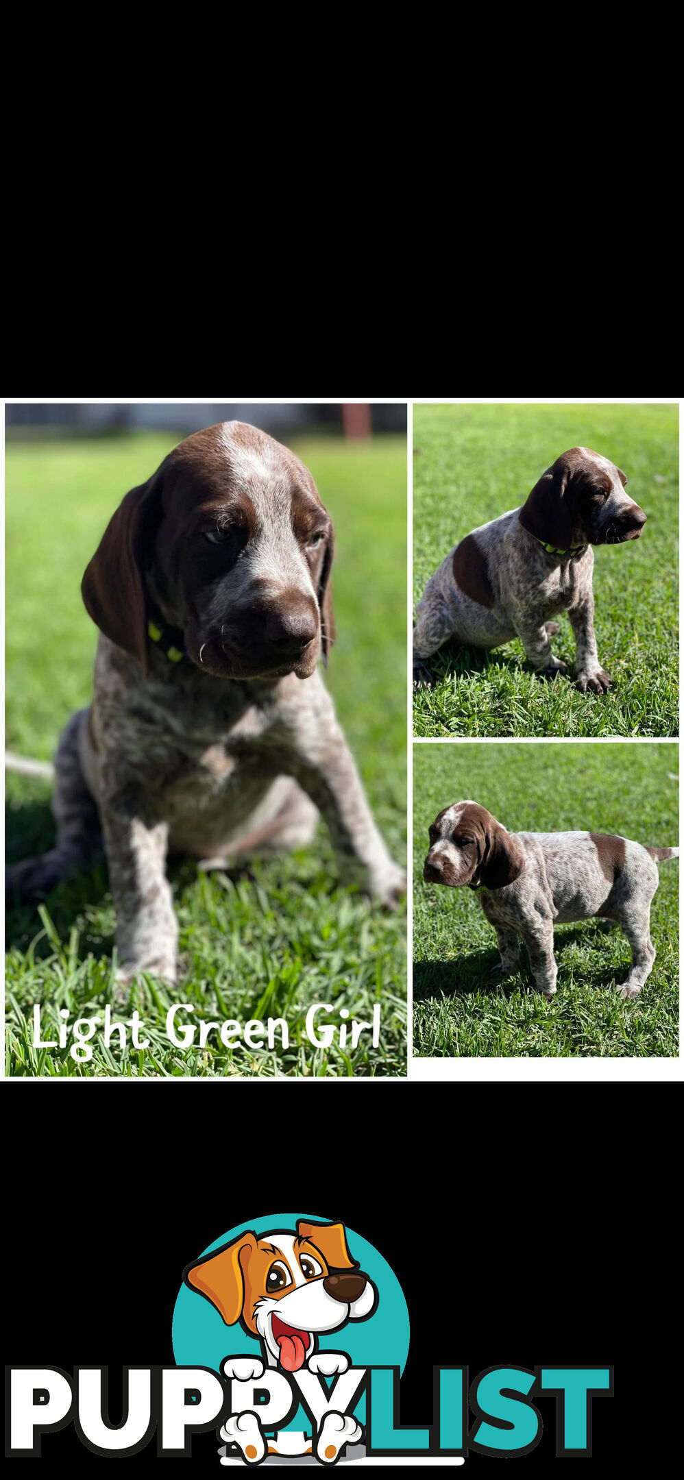 German short-Haired Pointer Puppies