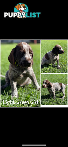 German short-Haired Pointer Puppies