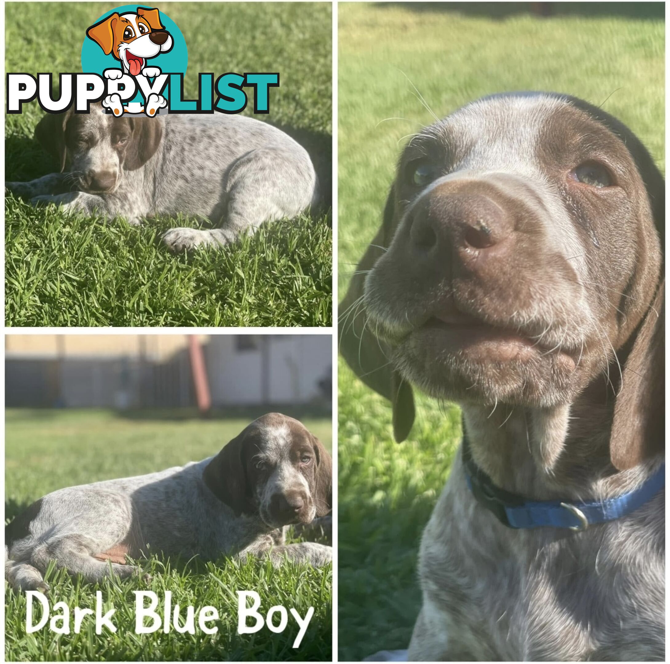 German short-Haired Pointer Puppies