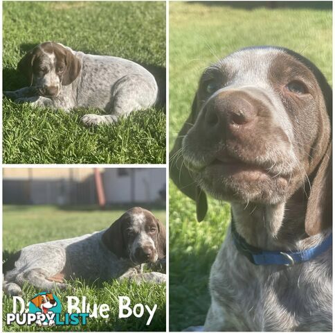 German short-Haired Pointer Puppies