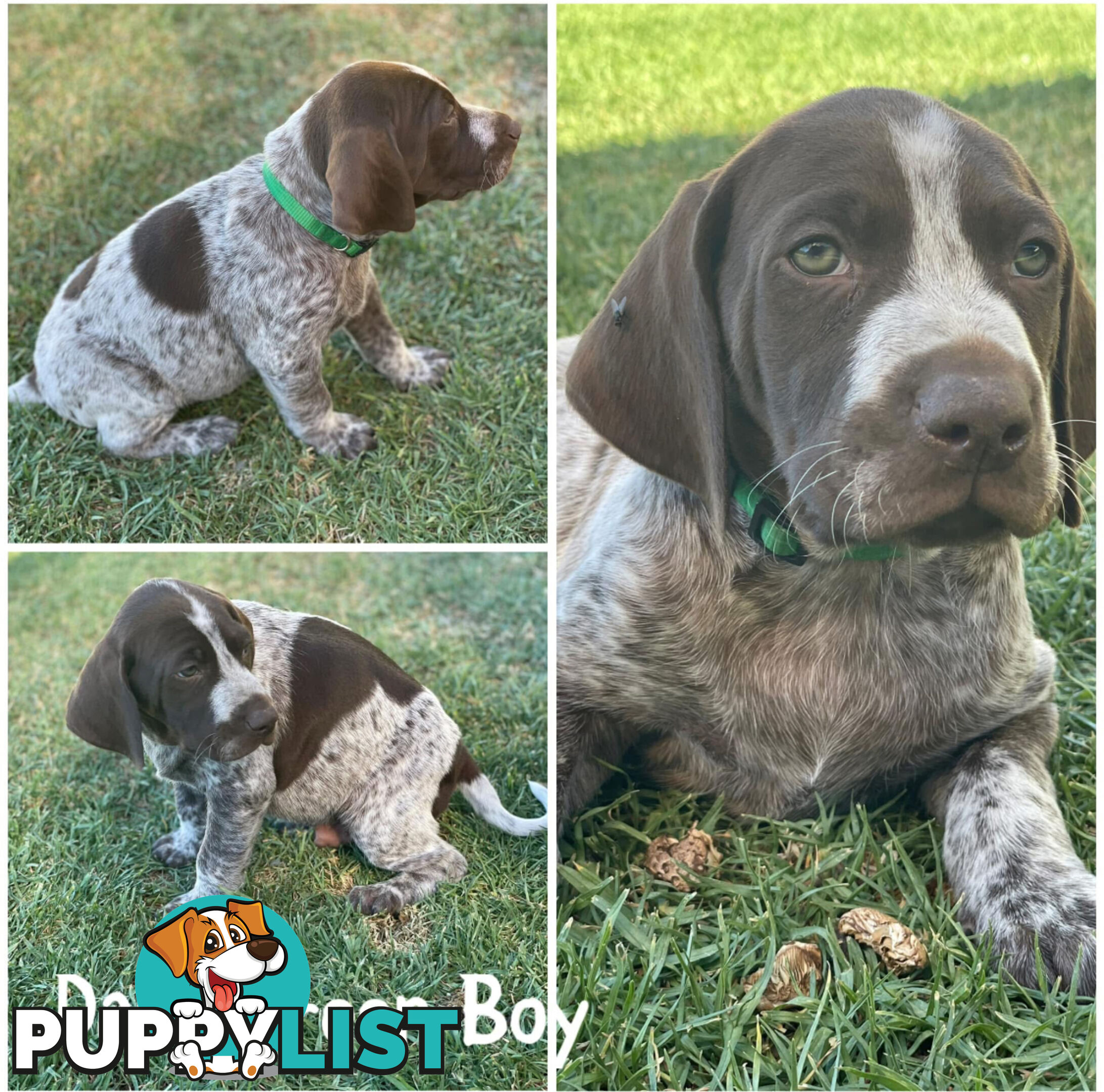 German short-Haired Pointer Puppies