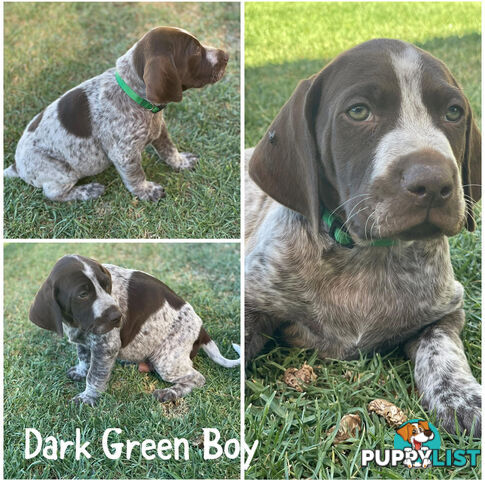 German short-Haired Pointer Puppies