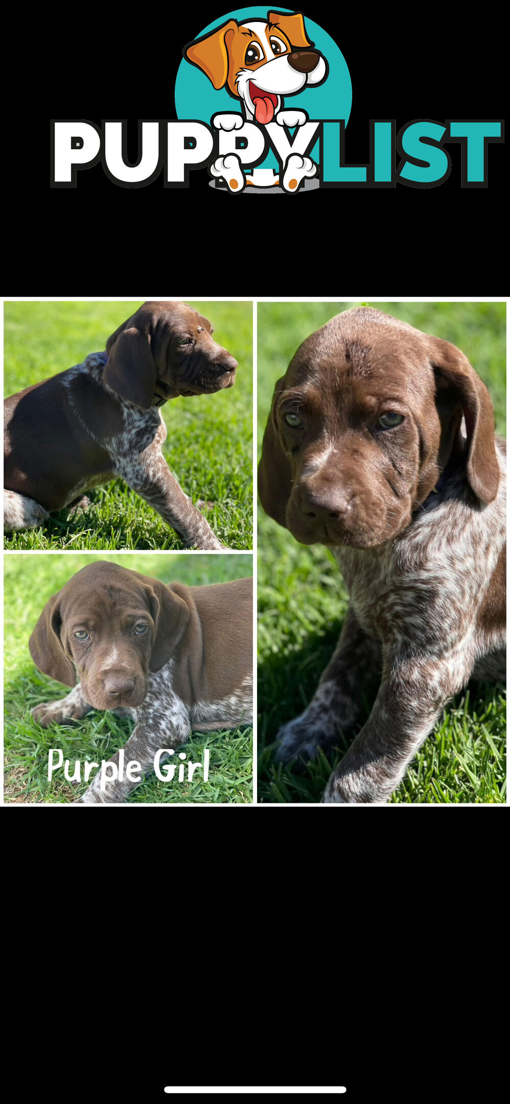 German short-Haired Pointer Puppies