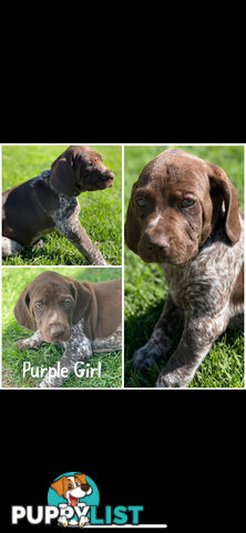 German short-Haired Pointer Puppies