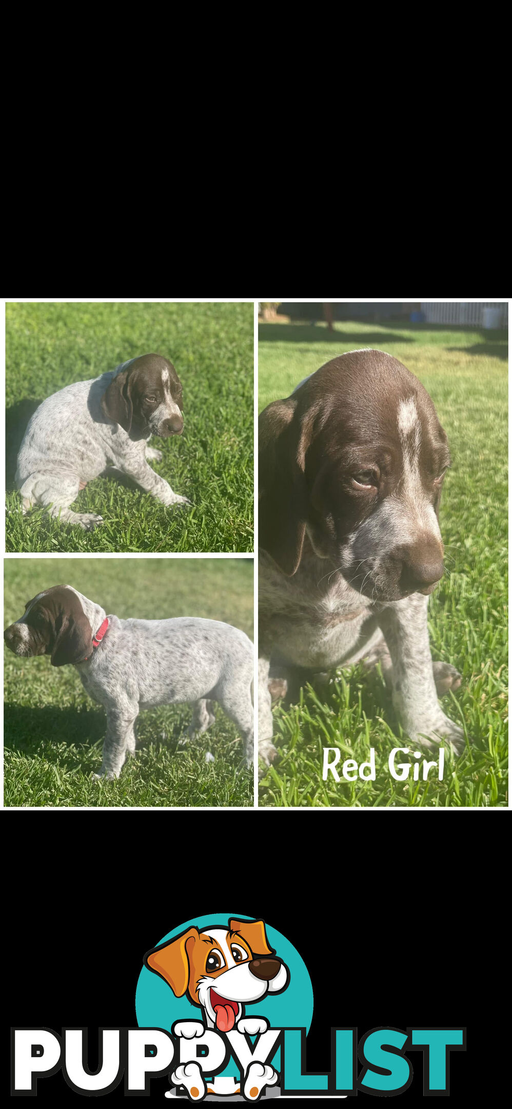 German short-Haired Pointer Puppies