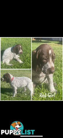 German short-Haired Pointer Puppies