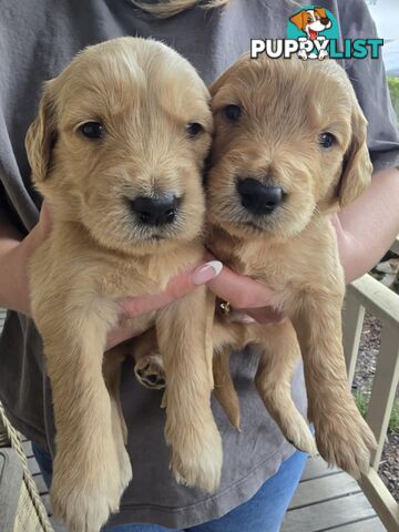 Standard Groodle puppies