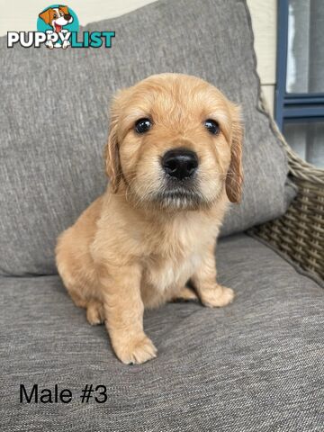 Standard Groodle puppies