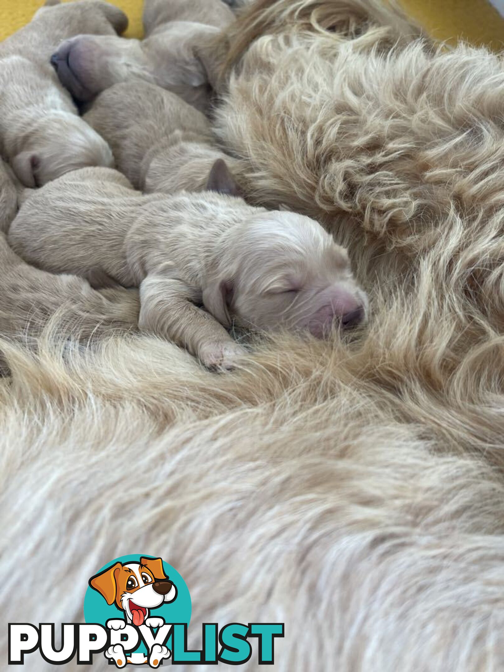 Standard Groodle puppies