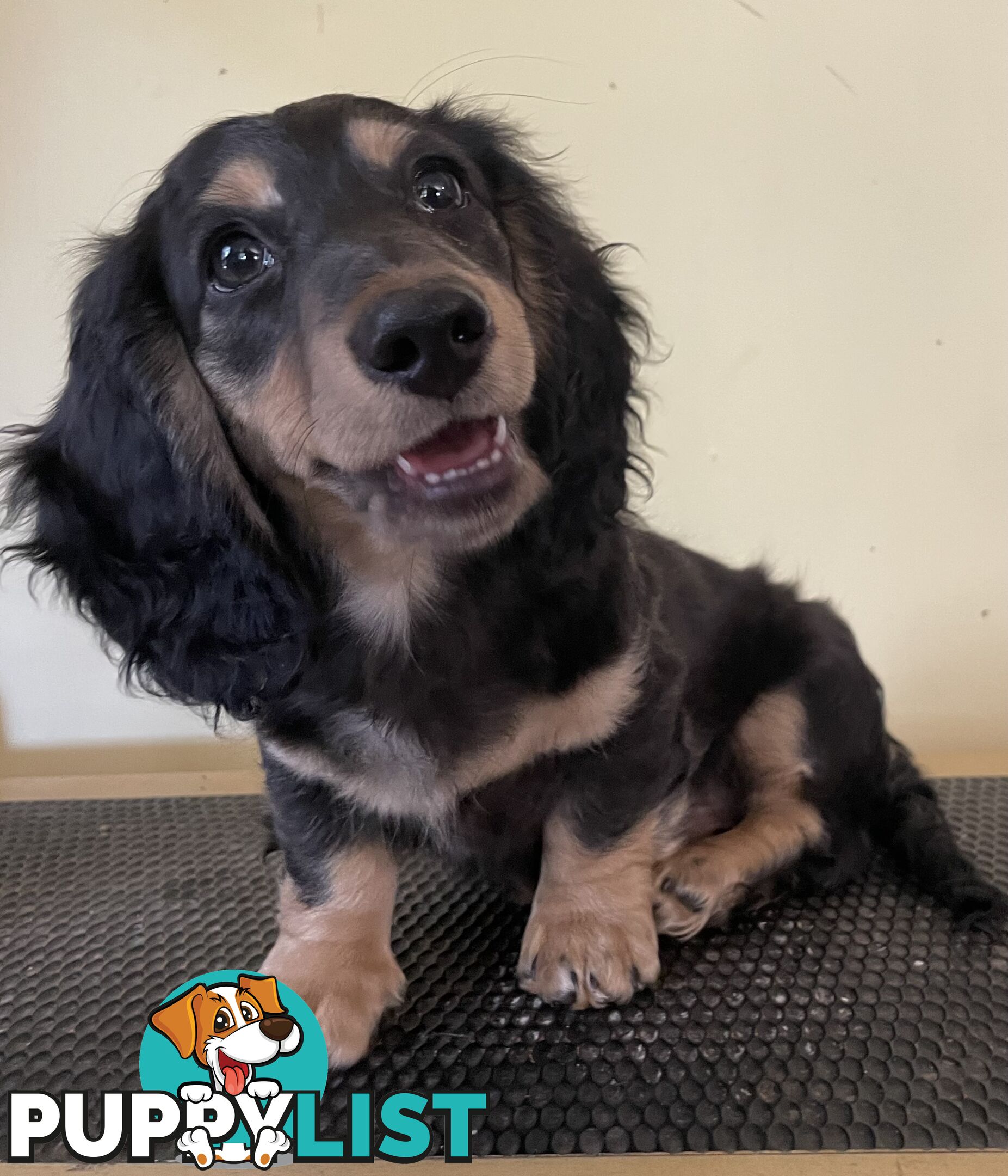 Long Hair Dachshund Puppies