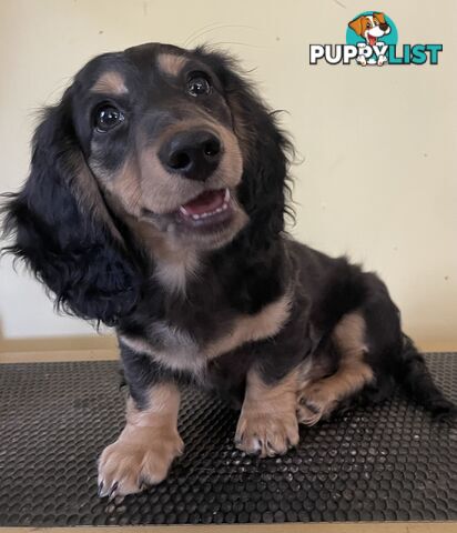 Long Hair Dachshund Puppies