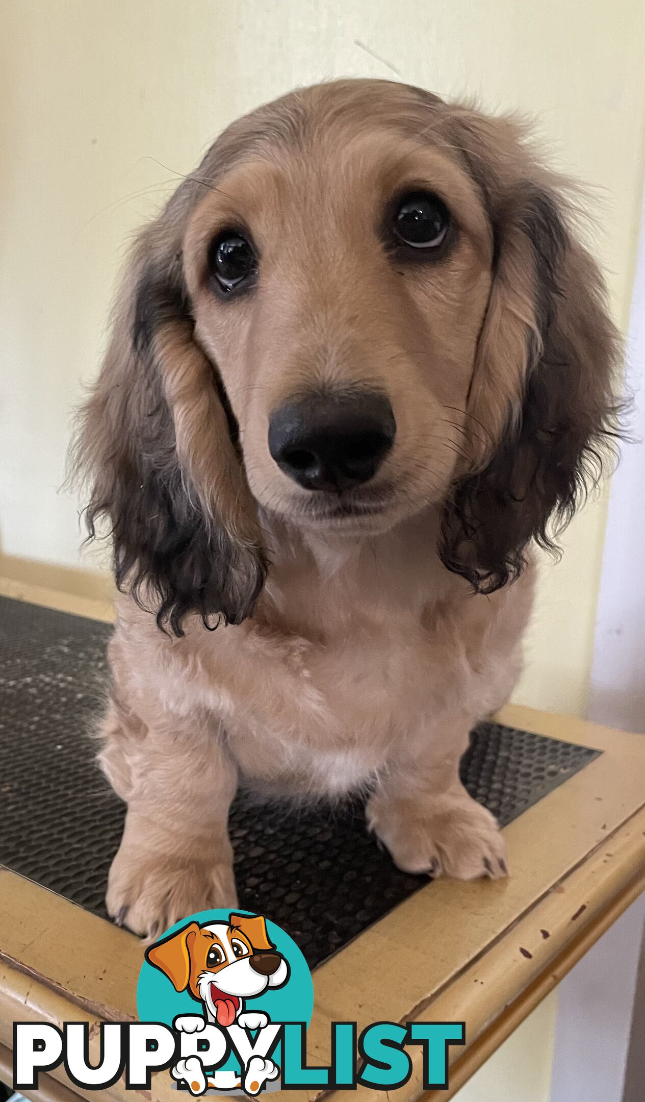 Long Hair Dachshund Puppies