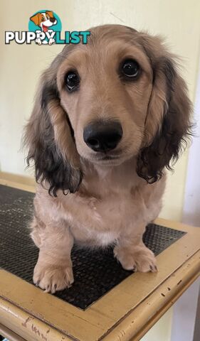 Long Hair Dachshund Puppies