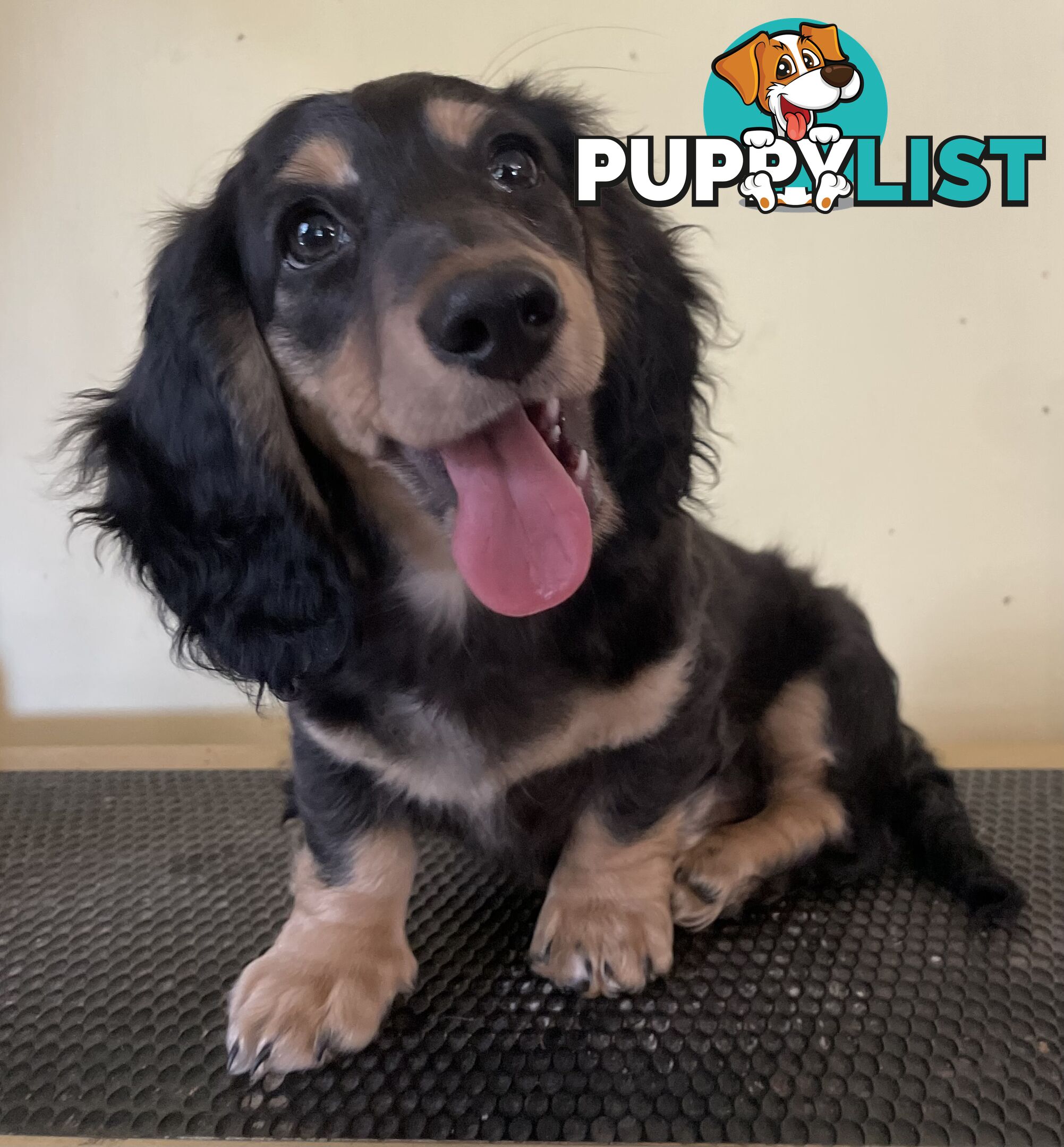 Long Hair Dachshund Puppies