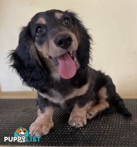 Long Hair Dachshund Puppies