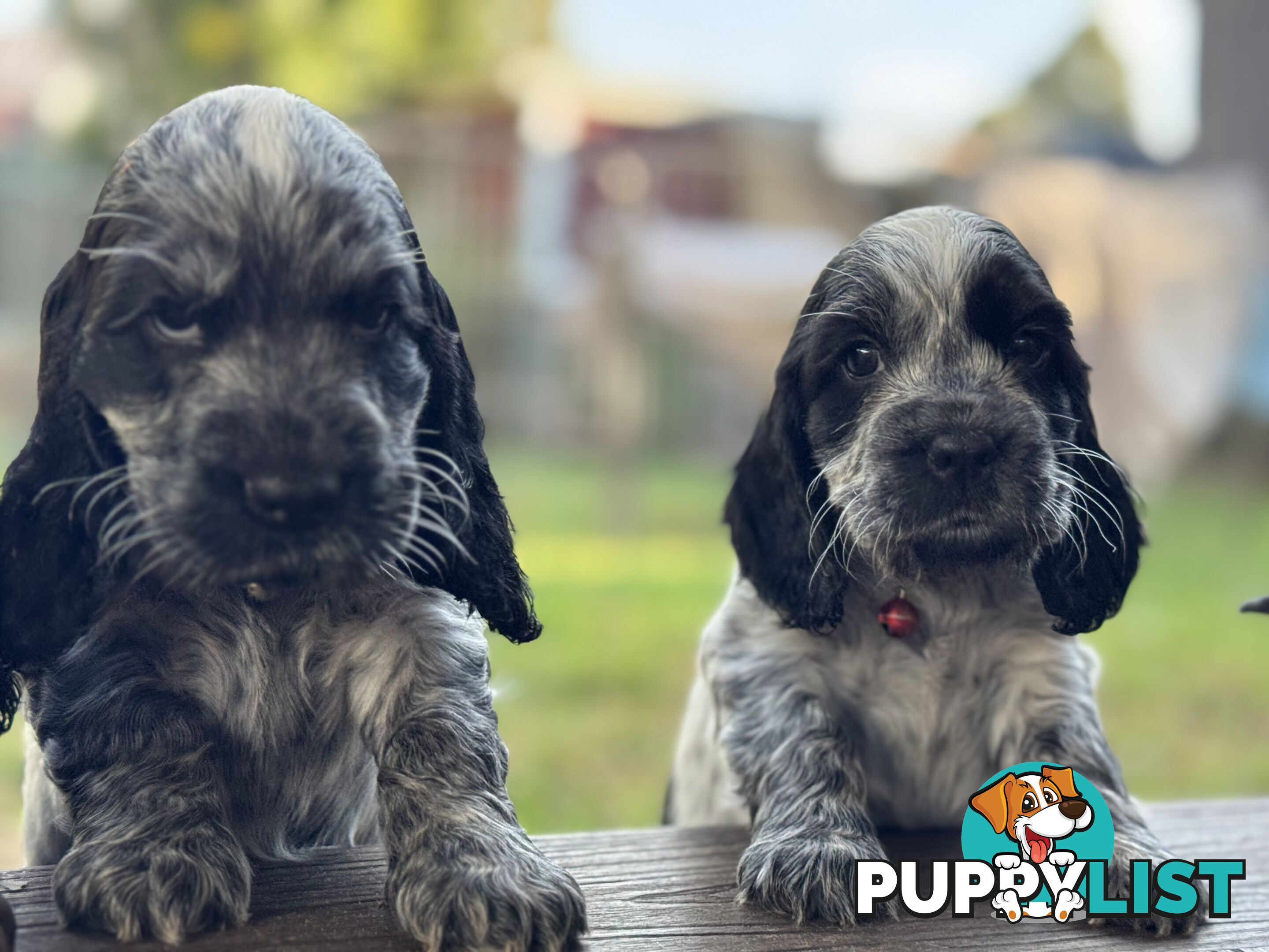 Purebred Cocker Spaniels