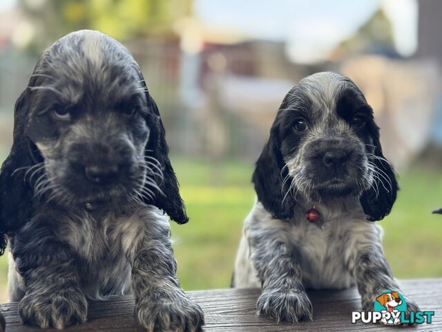 Purebred Cocker Spaniels