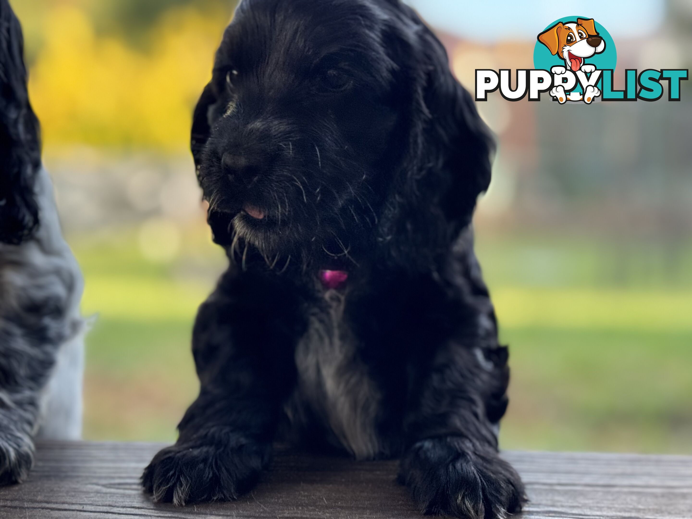 Purebred Cocker Spaniels