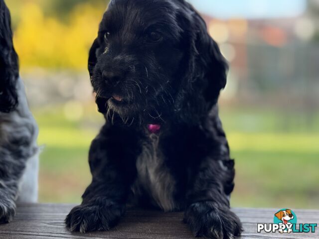 Purebred Cocker Spaniels