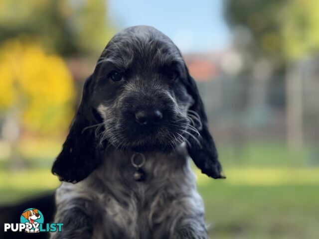 Purebred Cocker Spaniels