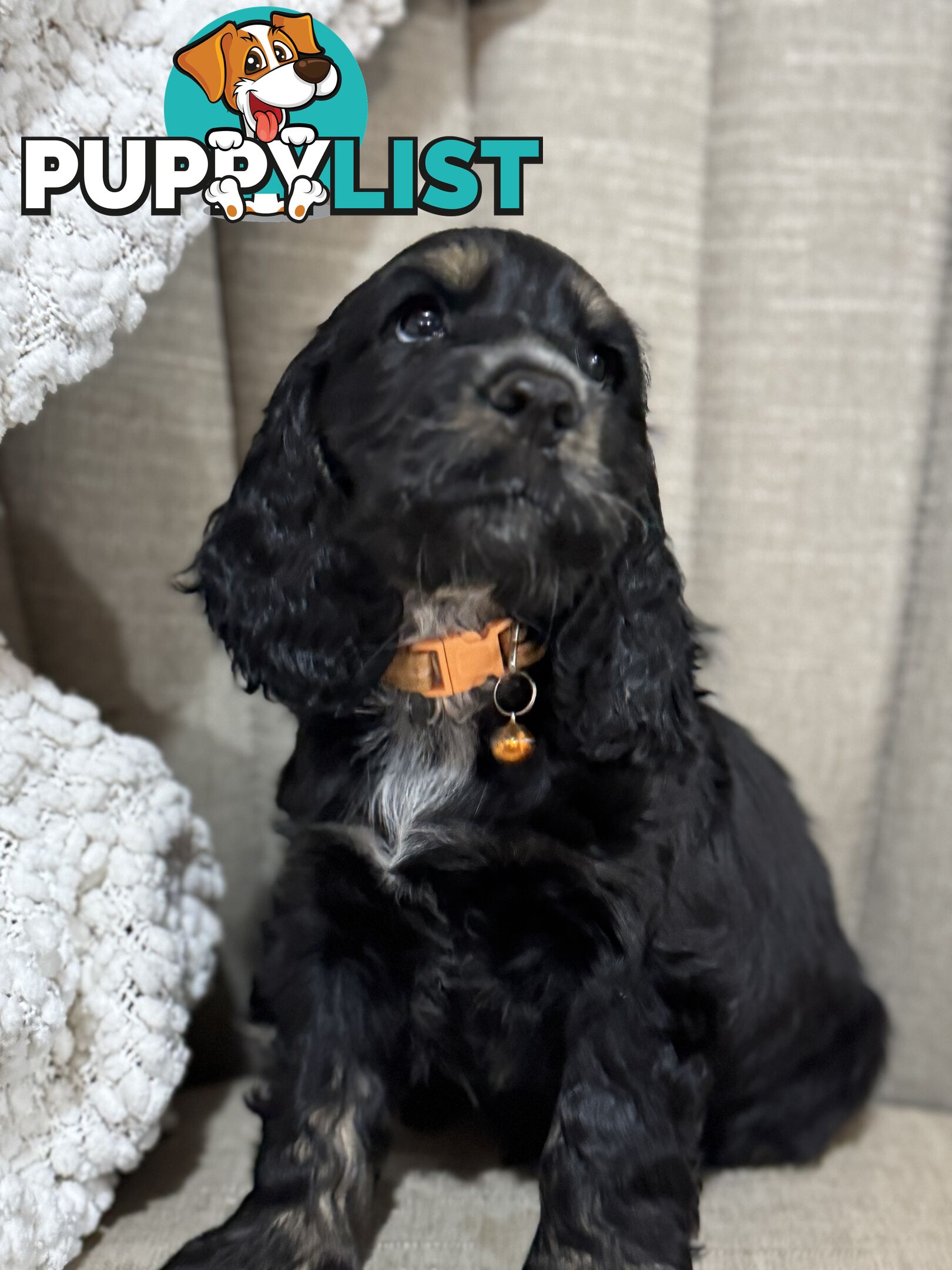Purebred Cocker Spaniels