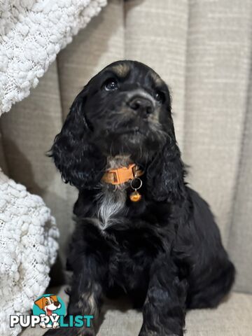 Purebred Cocker Spaniels
