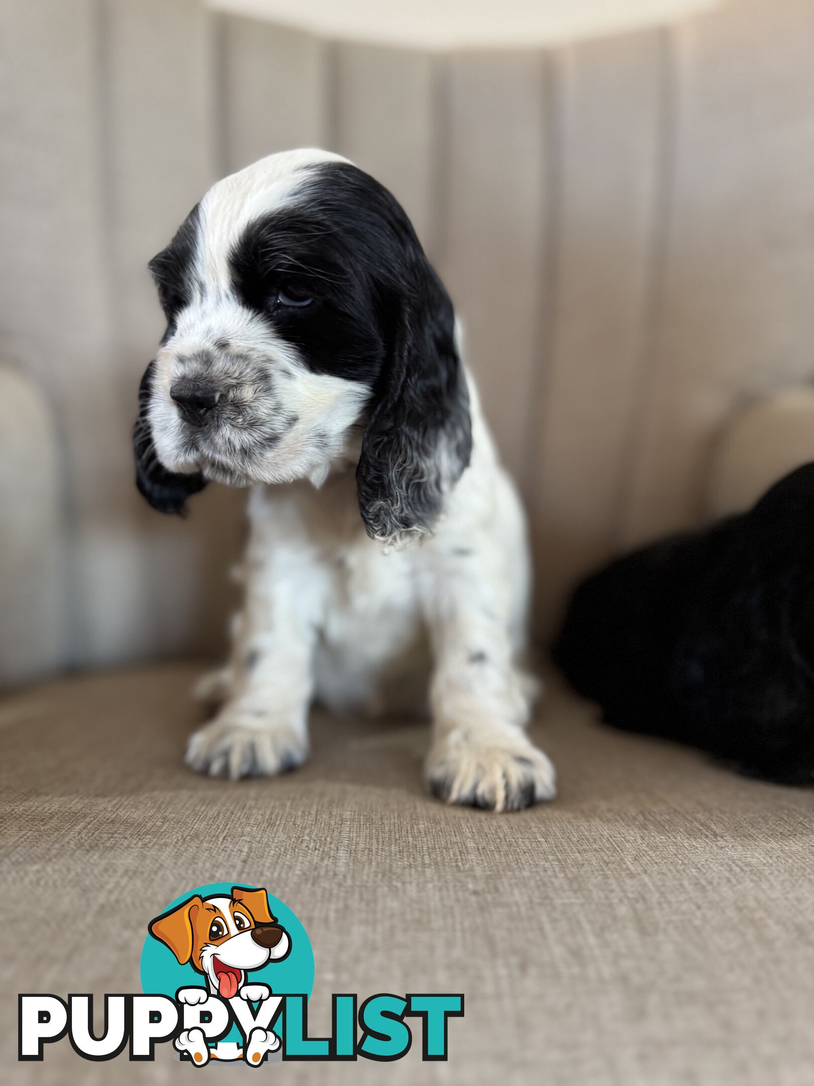 Purebred Cocker Spaniels