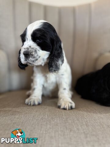 Purebred Cocker Spaniels