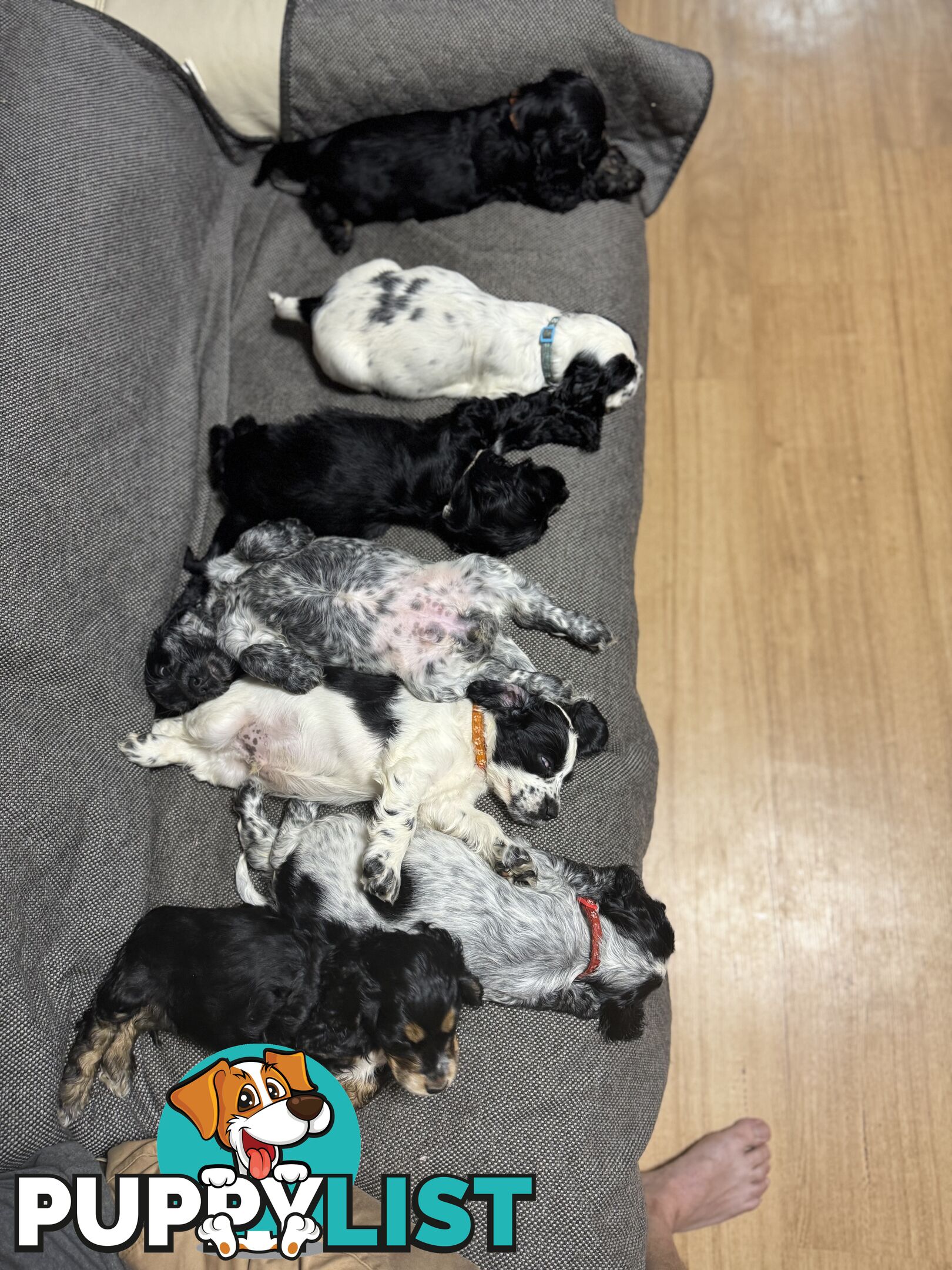 Purebred Cocker Spaniels