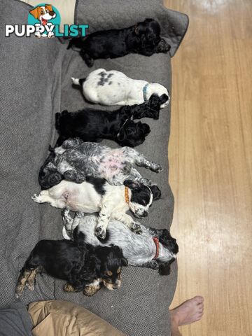 Purebred Cocker Spaniels