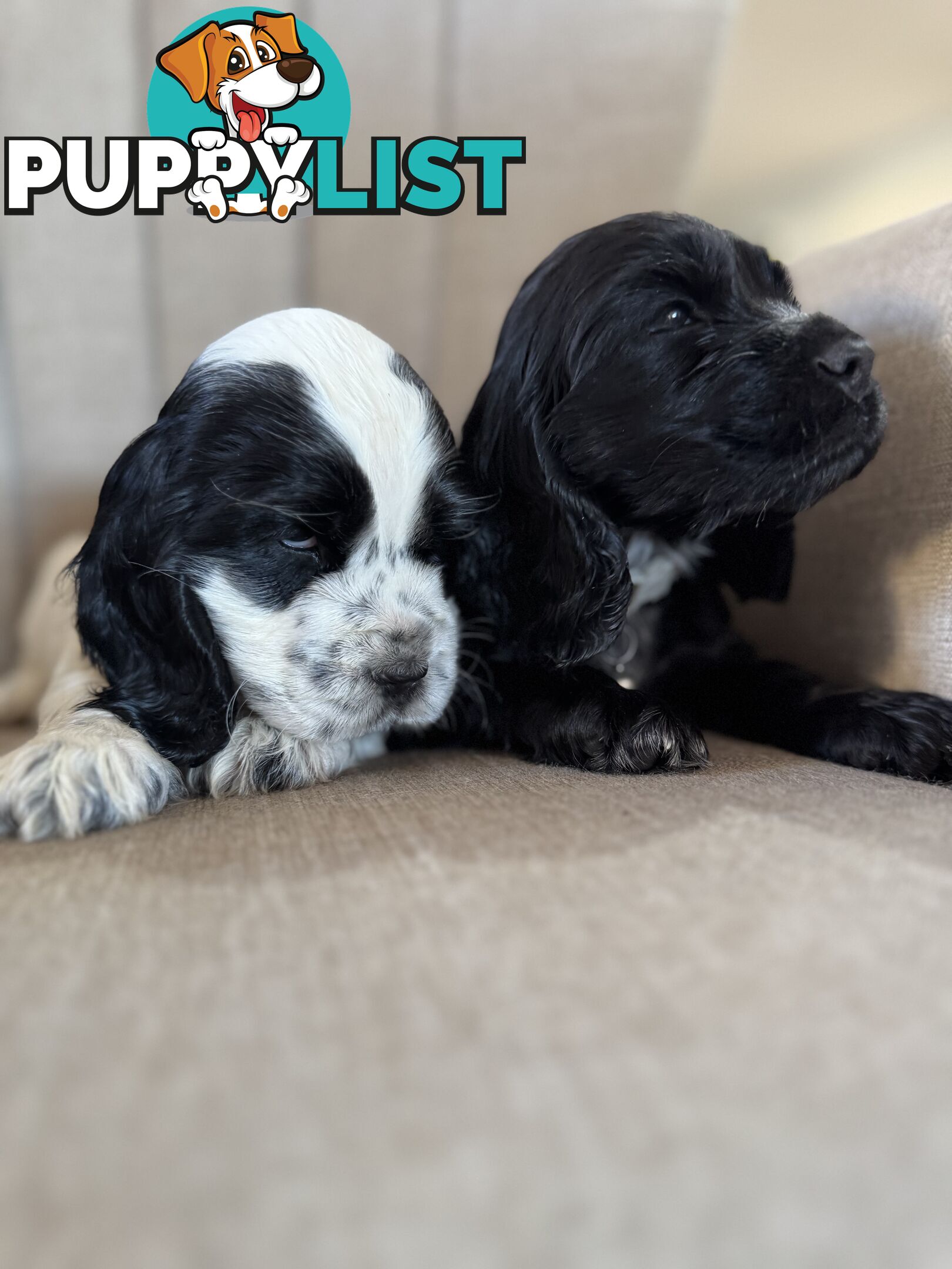 Purebred Cocker Spaniels