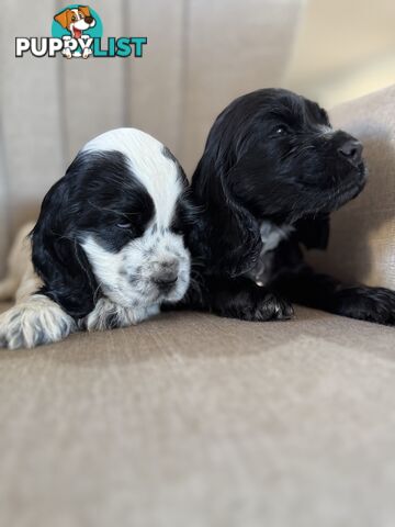 Purebred Cocker Spaniels