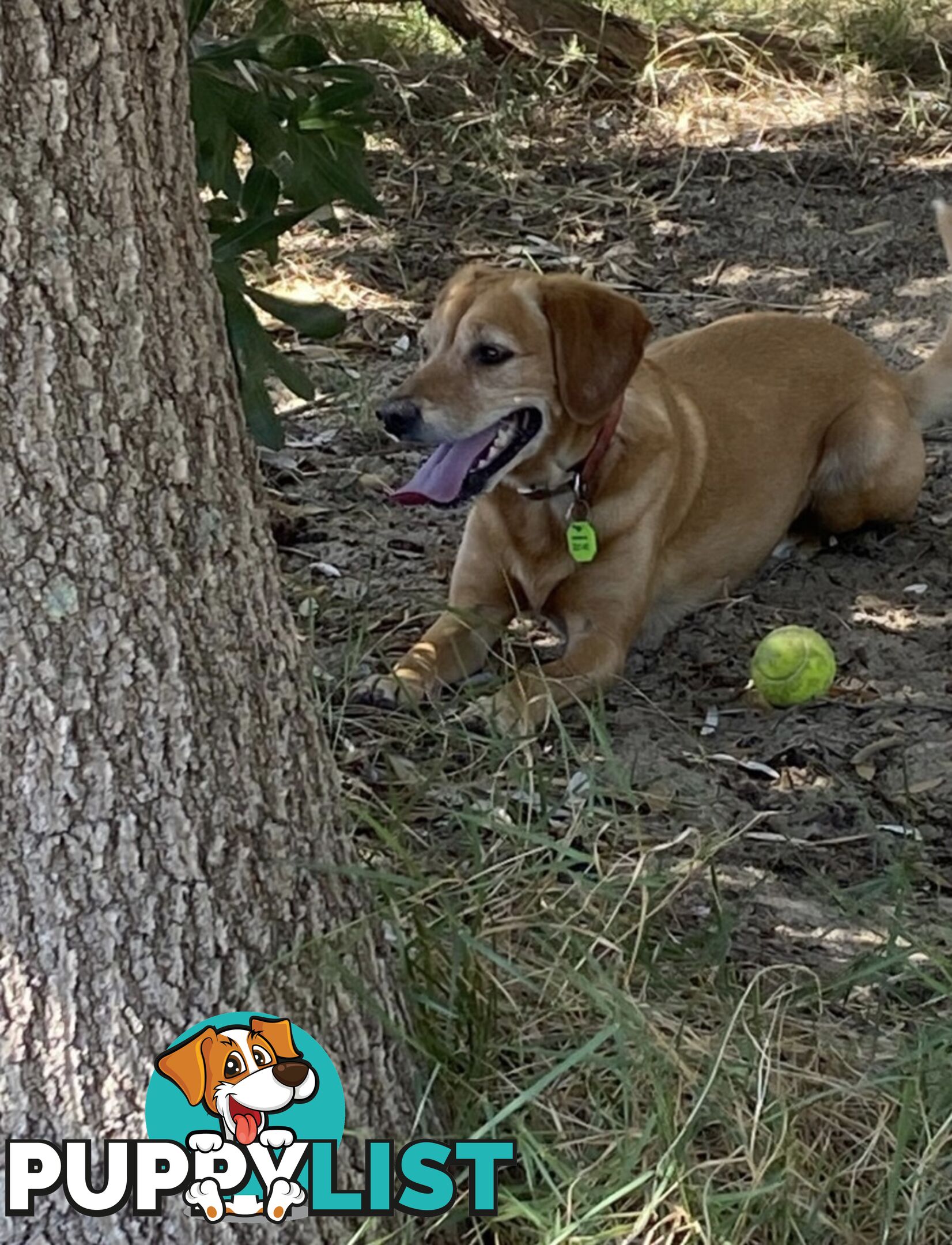 Bootsy the Kelpie-Cavoodle cross needs a best friend
