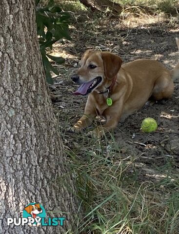 Bootsy the Kelpie-Cavoodle cross needs a best friend