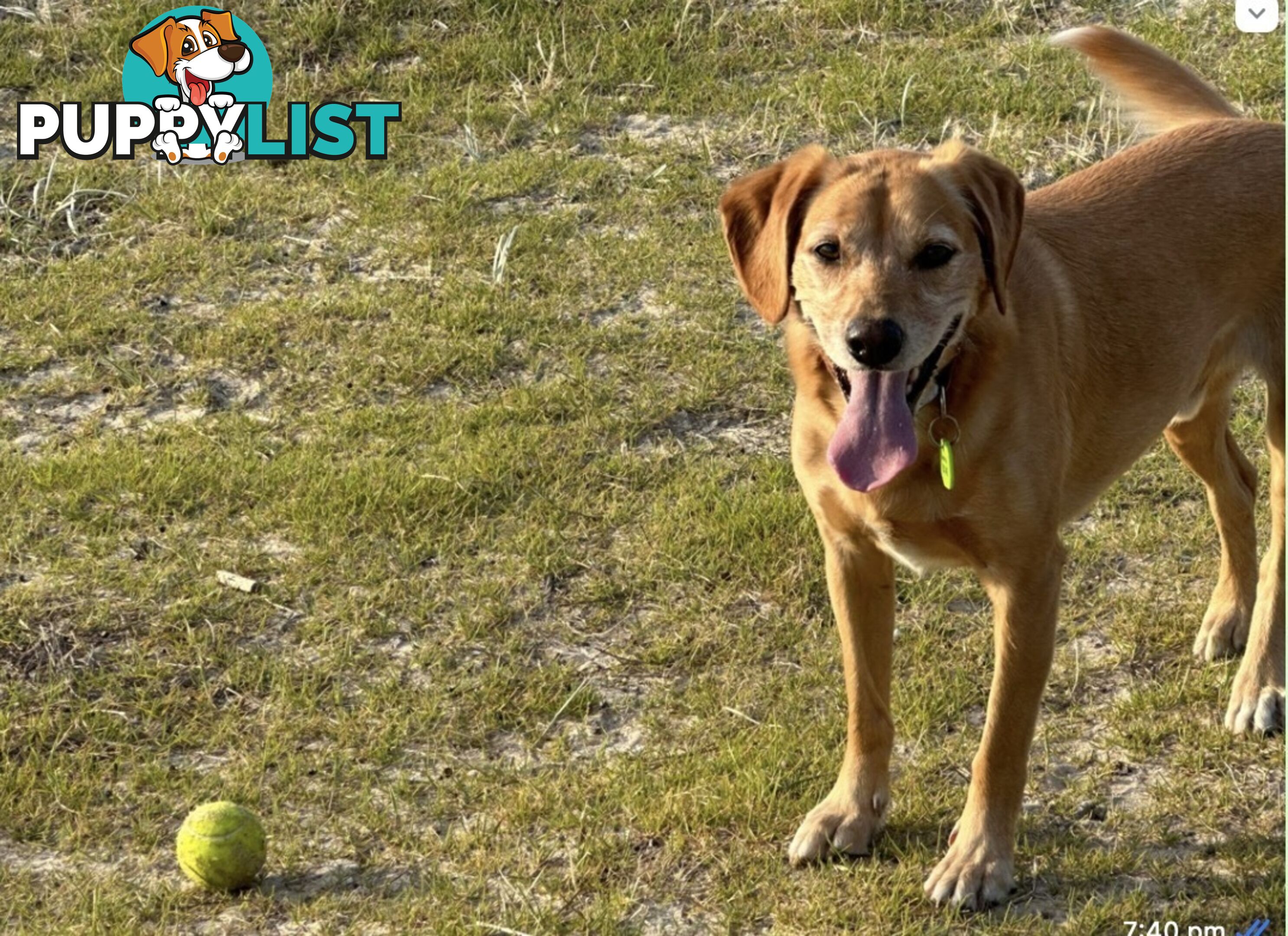 Bootsy the Kelpie-Cavoodle cross needs a best friend