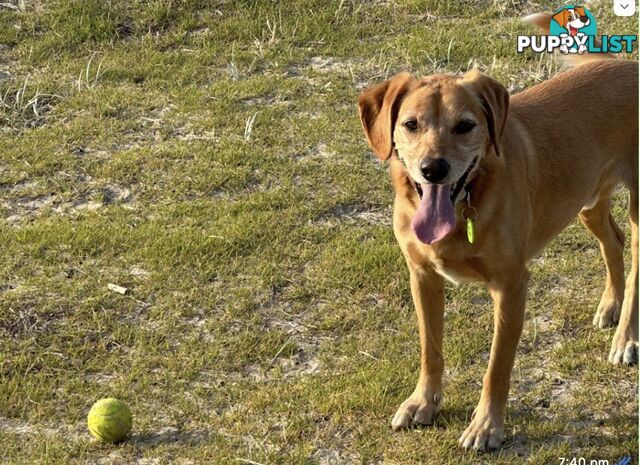 Bootsy the Kelpie-Cavoodle cross needs a best friend