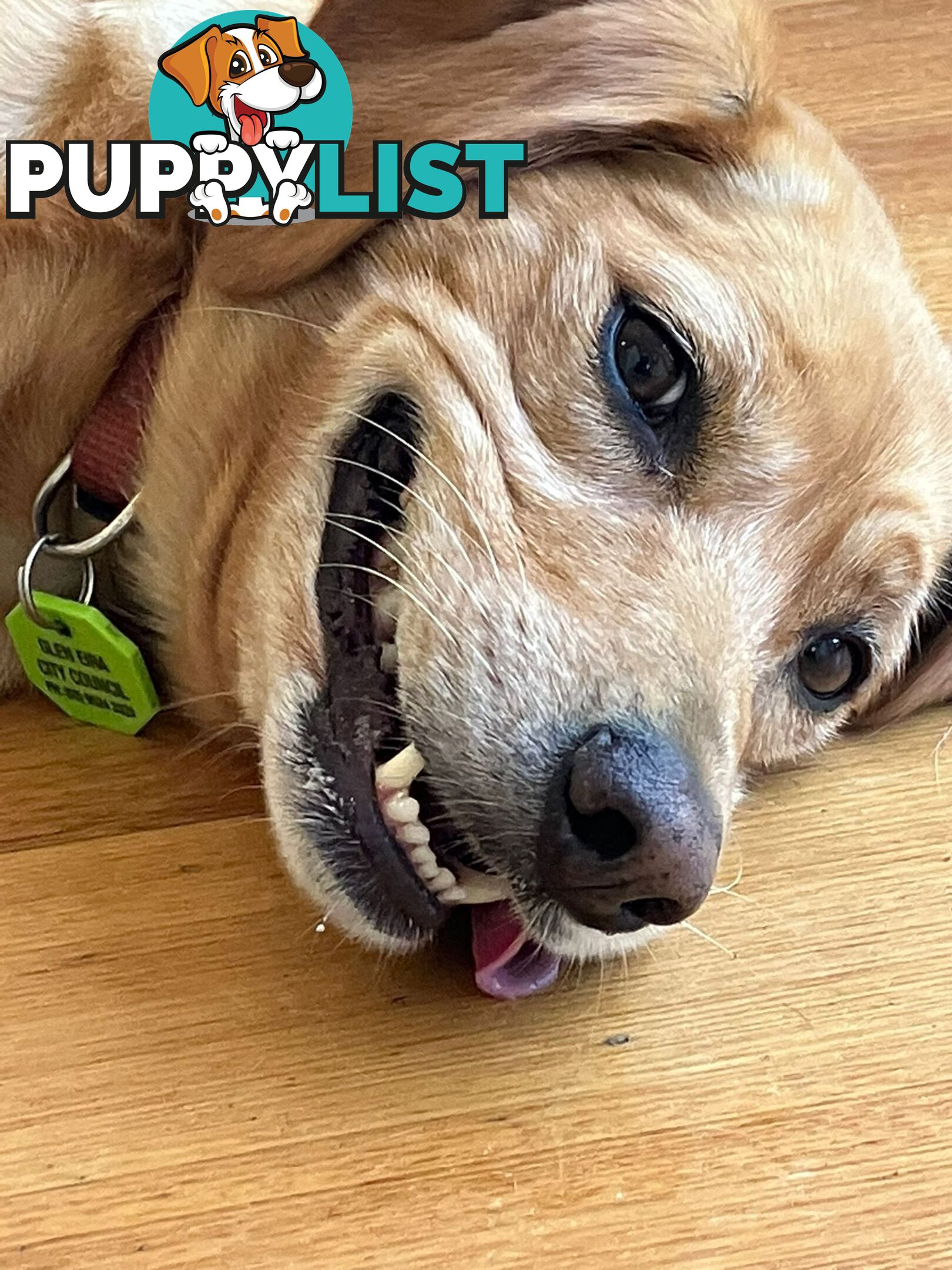 Bootsy the Kelpie-Cavoodle cross needs a best friend