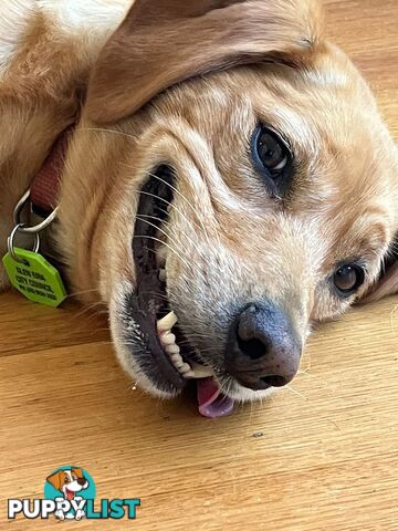 Bootsy the Kelpie-Cavoodle cross needs a best friend