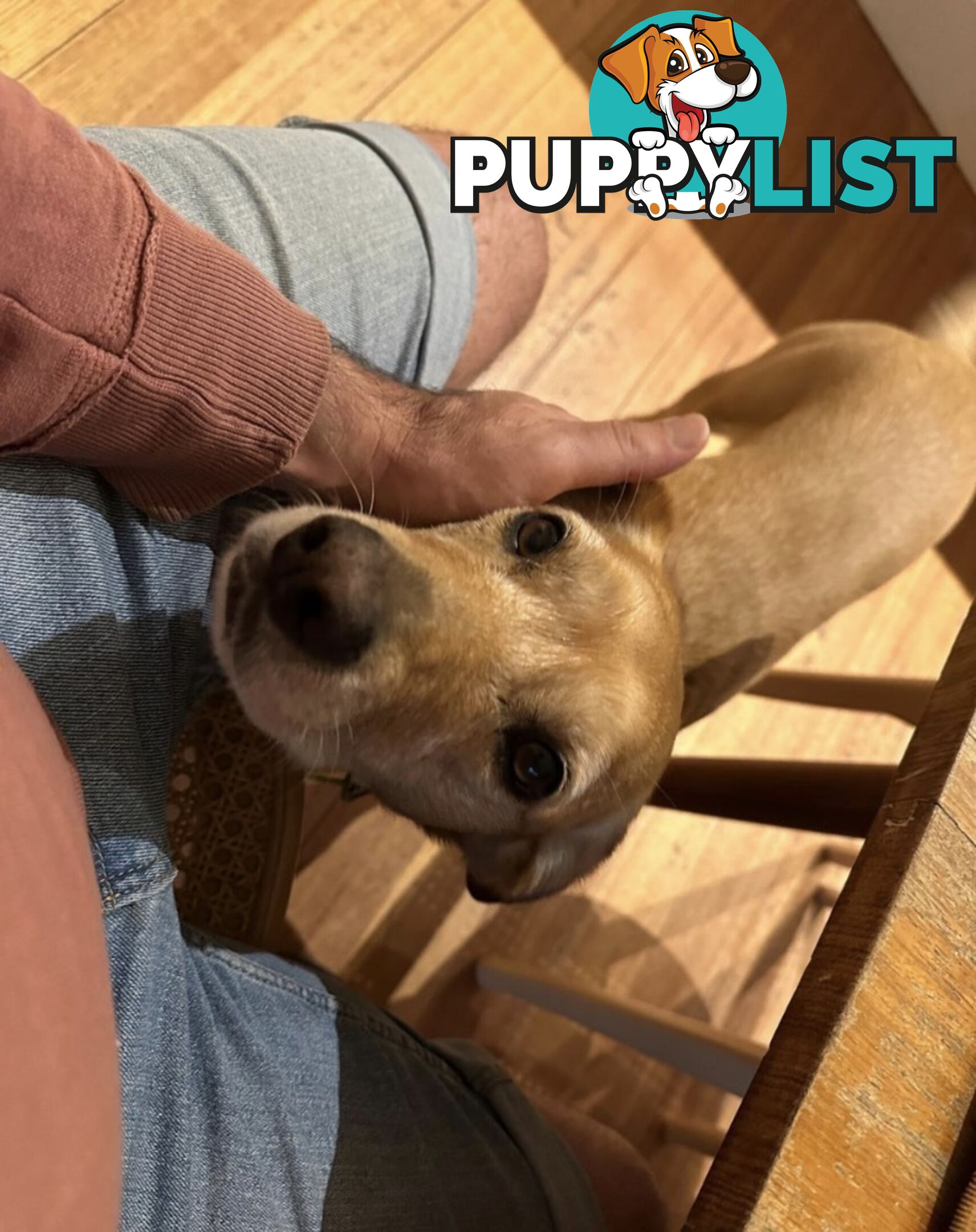 Bootsy the Kelpie-Cavoodle cross needs a best friend