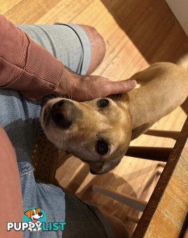 Bootsy the Kelpie-Cavoodle cross needs a best friend